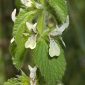 Stachys ocymastrum (L.) Briq.