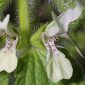 Stachys ocymastrum (L.) Briq.