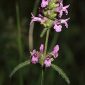 Stachys officinalis (L.) Trevis.