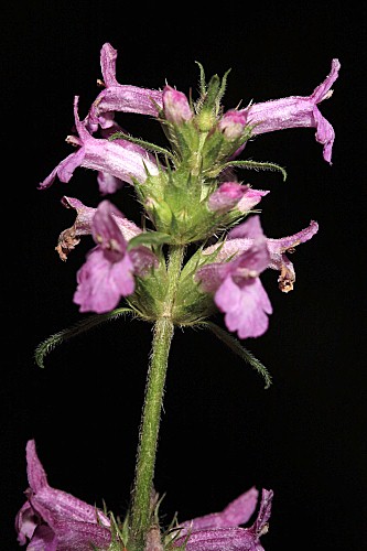 Stachys officinalis (L.) Trevis.