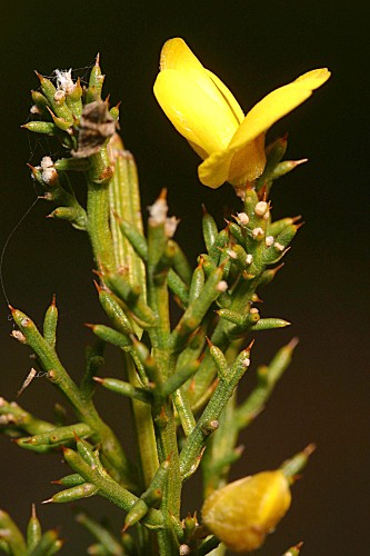 Stauracanthus boivinii (Webb) Samp.