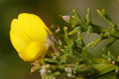 Stauracanthus boivinii (Webb) Samp.