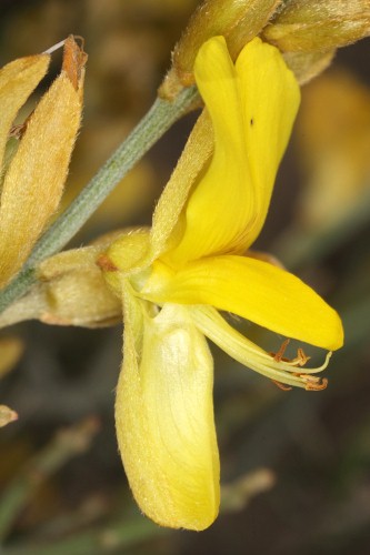 Stauracanthus genistoides (Brot.) Samp.
