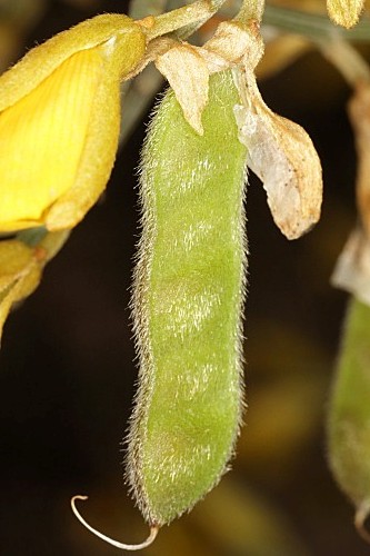 Stauracanthus genistoides (Brot.) Samp.