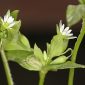 Stellaria media (L.) Vill.