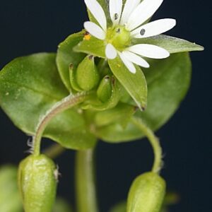 Stellaria media (L.) Vill.
