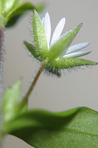 Stellaria pallida (Dumort.) Piré