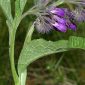 Symphytum officinale L.
