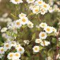 Tanacetum parthenium (L.) Sch. Bip.