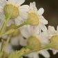 Tanacetum parthenium (L.) Sch. Bip.
