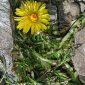 Taraxacum nevadense H. Lindb. fil