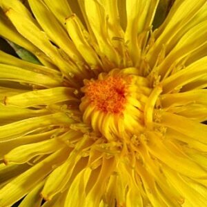 Taraxacum nevadense H. Lindb. fil