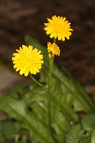 Taraxacum obovatum (Willd.) DC.