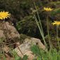 Taraxacum obovatum (Willd.) DC.