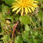 Taraxacum vulgare (Lam.) Schrank