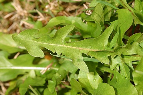 Taraxacum vulgare (Lam.) Schrank