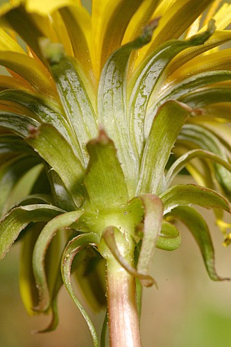 Taraxacum vulgare (Lam.) Schrank