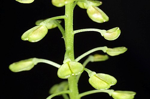 Teesdalia coronopifolia (J. P. Bergeret) Thell.