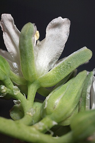 Telephium imperati subsp. imperati L.