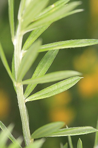 Teline linifolia (L.) Webb