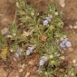 Teucrium aristatum Pérez Lara