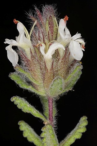 Teucrium chrysotrichum Lange