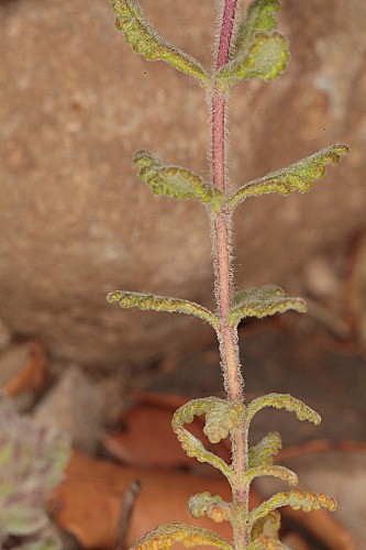 Teucrium chrysotrichum Lange