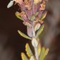 Teucrium freynii Reverchon ex Willk.