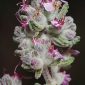 Teucrium gnaphalodes L’Hér.
