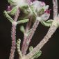 Teucrium gnaphalodes L’Hér.