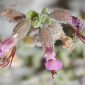 Teucrium intricatum Lange