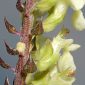 Teucrium scorodonia L.