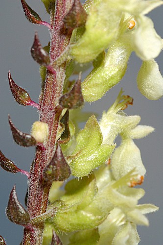 Teucrium scorodonia L.
