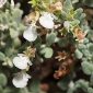 Teucrium webbianum Boiss.