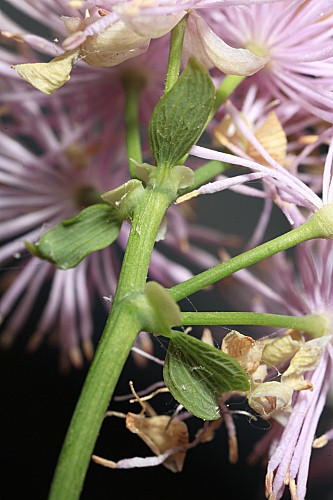 Thalictrum aquilegiifolium L.