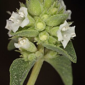 Thymus albicans Hoffmanns. & Link