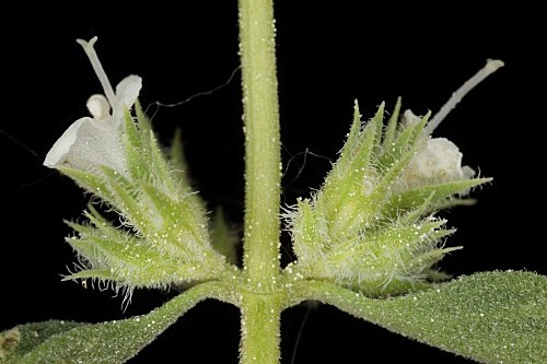Thymus albicans Hoffmanns. & Link