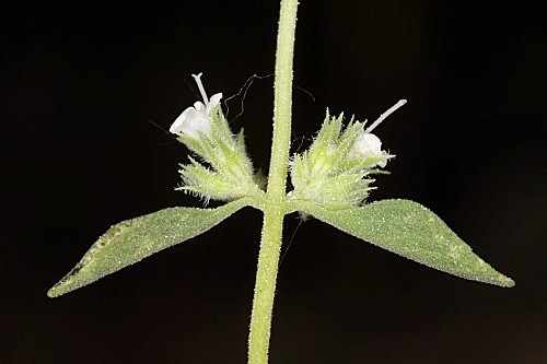 Thymus albicans Hoffmanns. & Link