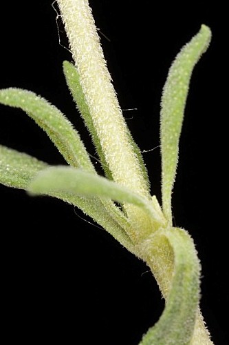 Thymus baeticus Lacaita