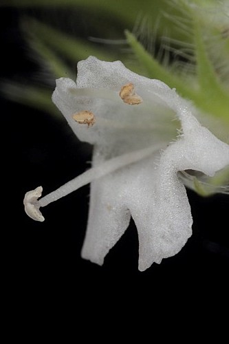 Thymus baeticus Lacaita