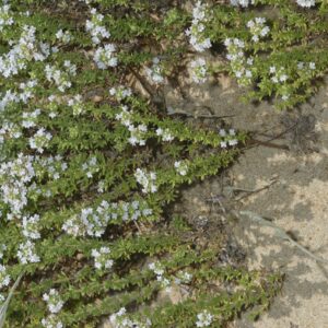 Thymus carnosus Boiss.