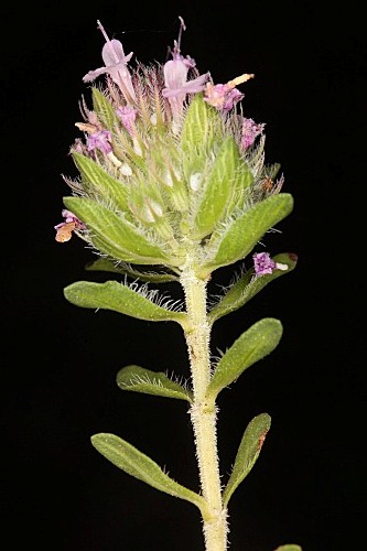 Thymus granatensis Boiss.