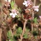 Thymus hyemalis subsp. millefloris (D. Rivera, Flores & Laencina) R. Morales