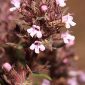 Thymus hyemalis subsp. millefloris (D. Rivera, Flores & Laencina) R. Morales