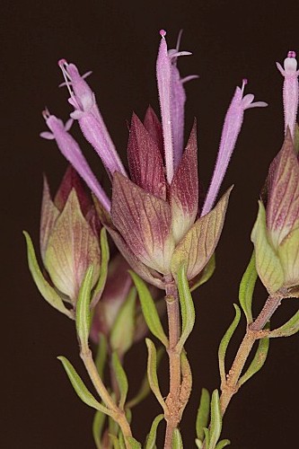 Thymus longiflorus Boiss.
