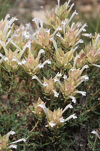 Thymus membranaceus Boiss.