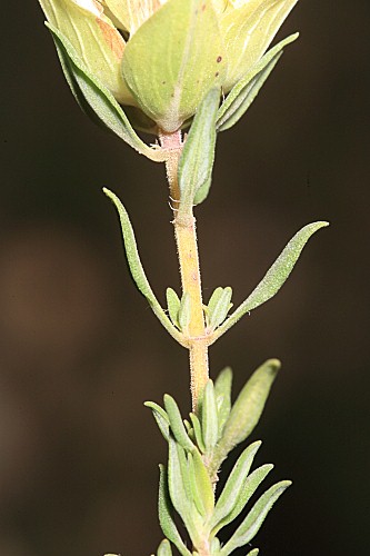 Thymus membranaceus Boiss.