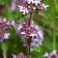Thymus praecox subsp. britannicus (Ronniger) Holub