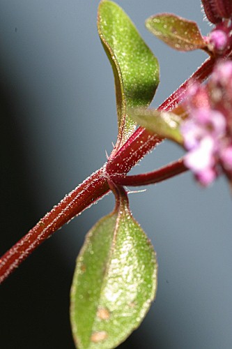 Thymus praecox subsp. britannicus (Ronniger) Holub
