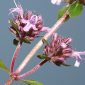 Thymus praecox subsp. britannicus (Ronniger) Holub